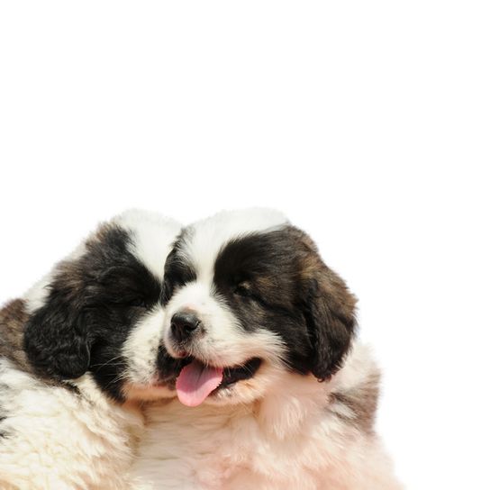 Mastín del Pirineo puppy Pyrenees Mastiff puppy, black and white dog breed puppies, Mastín del Pirineo, big dog breed from Spain, herding dog, farm dog, no beginner dog, calm dog breed, giant dog breed, biggest dog in the world, dog with long coat, grey and white dog with triangle ears