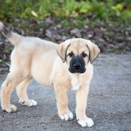 Spanish Mastiff puppy, guard dog, guard dog, large breed dog from Spain, Spanish dog breed, yellow dog with black mask, list dog, molosser from Spain