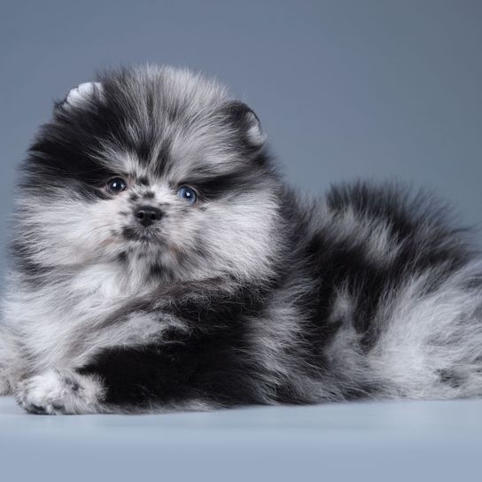 Merle dwarf spitz Mammal,Vertebrate,Canidae,Pomeranian,Puppy,Dog,Carnivore,Cat,Whiskers,Spitz,