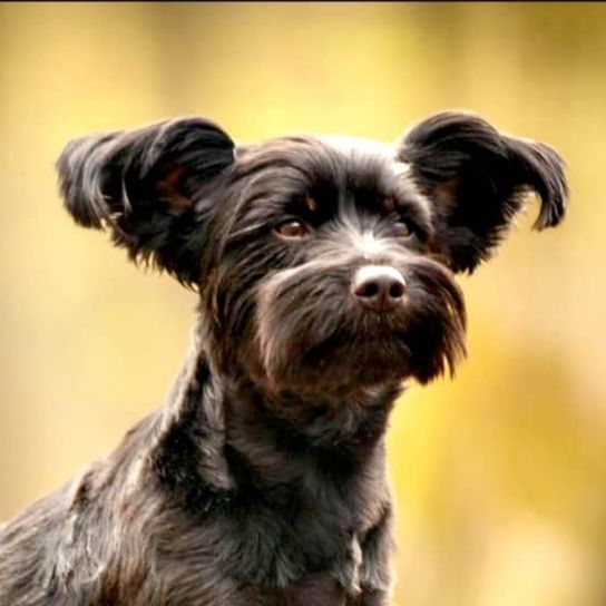 Hund,Fleischfresser,Hunderasse,Leber,Begleithund,Spielzeughund,Schnauze,Terrier,Sportliche Gruppe,Kleiner Terrier,