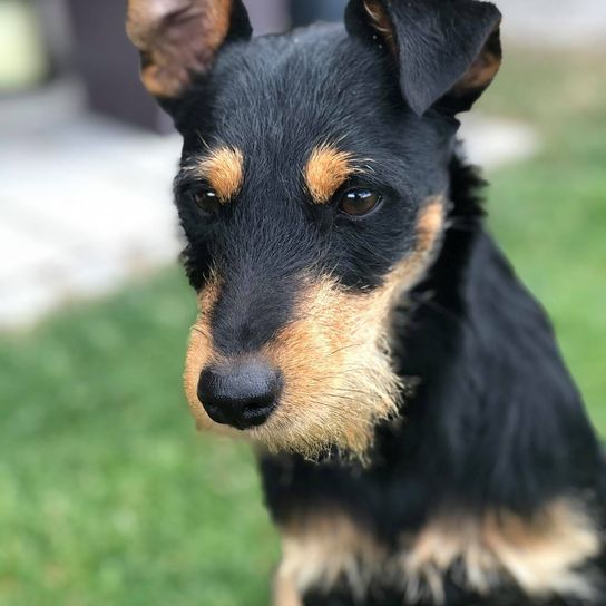 Minnie Jack © Tanja Kasparides Hund,Hunderasse,Fleischfresser,Begleithund,Schnauze,Schnurrhaare,Sportliche Gruppe,Canidae,Arbeitstier,Arbeitshund,