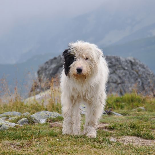 Mioritic black white romanian dog breed, dog from romania, shepherd dog, longhaired big dog, big dog breed