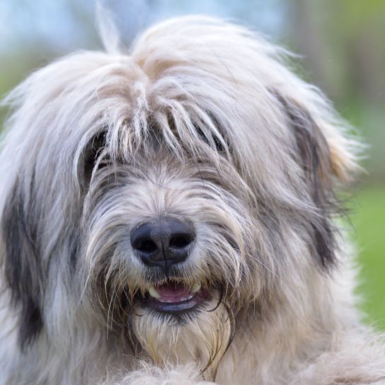Mioritic breed description romanian dog breed, dog from romania, shepherd dog, longhaired big dog, big dog breed