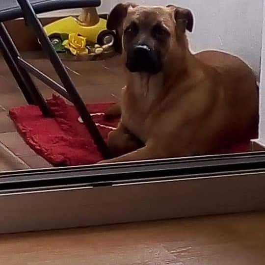 Mongrel from Dogue de Bordeaux and Malinois Dog,carnivore,dog breed,fawn,wood,working animal,companion dog,window,muzzle,hood,