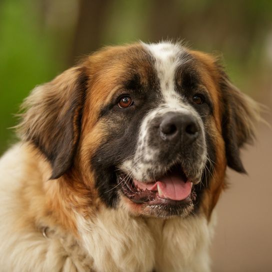 Moscow guard dog portrait, face of big dog from Udssr, Russian dog breed, big guard dog with long coat