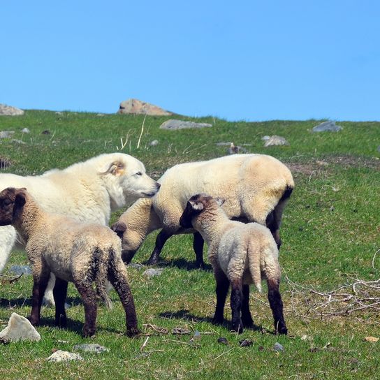 Mountain dog from France herding at the moment Patou mountain dog from France, big white dog with long fur