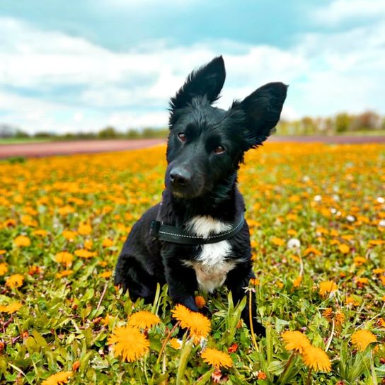 Himmel, Pflanze, Blume, Hund, Wolke, Fleischfresser, Hunderasse, Menschen in der Natur, Gras, Rehkitz,