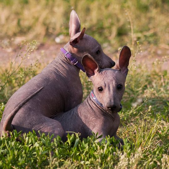 Xolo naked dog puppies playing in the meadow, two small dog without fur