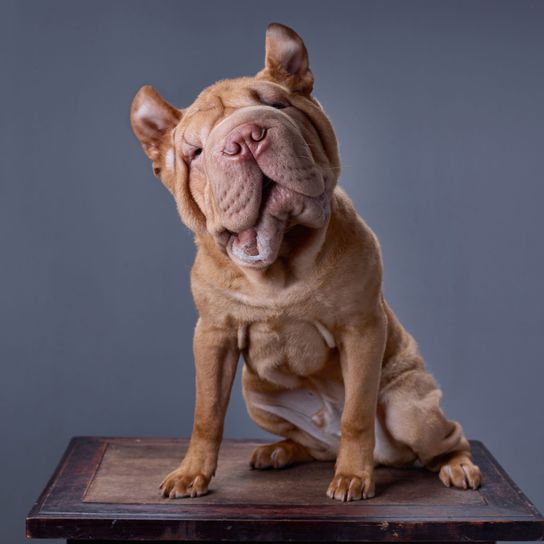 Dog,Canidae,Sculpture,Dogue de bordeaux,Dog breed,Figurine,Carnivore,Art,French bulldog,Non-Sporting Group,
