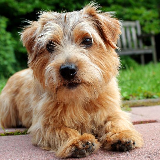 brown small dog with rough coat, Wiredhaired Dog, Norfolk Terrier, small brown dog with tilt ears on a meadow in the garden, dog