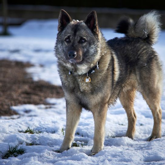 Norwegian Elkhound grey, grey dog, dog breed from Norway, spitz dog grey, Scandinavian dog breed, medium sized dog with very long coat, dense coat and curled tail, dog with standing ears, dog in the snow, running dog and working dog, stubborn dog breed