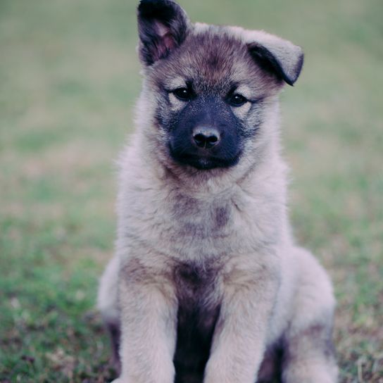 Norwegian Elkhound grey puppies, greyhound, dog breed from Norway, spitzdog grey, Scandinavian dog breed, medium sized dog with very long coat, dense fur and curled tail, dog with prick ears, running dog and working dog, stubborn dog breed