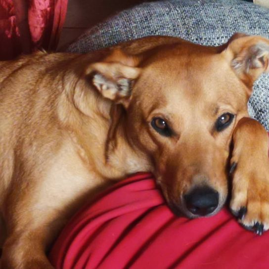 Norwegian Ridgeback © Jessica Wilms Hund,Hunderasse,Fleischfresser,Ohr,Leber,Hundezubehör,Kitz,Begleithund,Halsband,Arbeitstier,