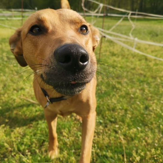 Hund,Hunderasse,Fleischfresser,Pflanze,Zaun,Arbeitstier,Kitz,Halsband,Gras,Begleithund,