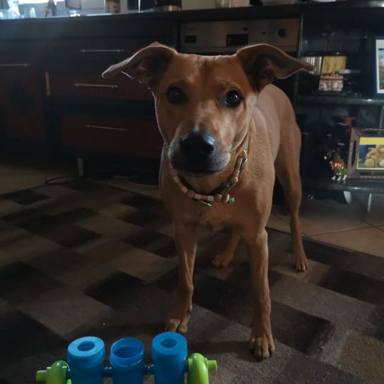 Norwegian Ridgeback © Jessica Wilms Hund,Blau,Hundezubehör,Halsband,Fleischfresser,Arbeitstier,Kitz,Haustierzubehör,Bodenbelag,Begleithund,