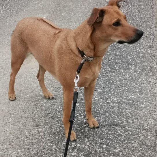 Norwegian Ridgeback © Jessica Wilms Hund,Hunderasse,Fleischfresser,Halsband,Arbeitstier,Kitz,Begleithund,Hundebedarf,Schnauze,Haustierbedarf,