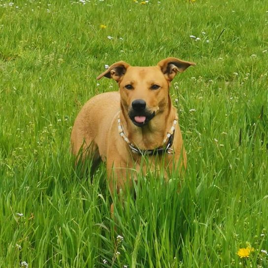 Norwegian Ridgeback © Jessica Wilms Hund,Pflanze,Hunderasse,Fleischfresser,Halsband,Gras,Begleithund,Kitz,Arbeitstier,Hundezubehör,