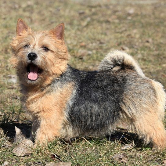 small Norwich Terrier dog, companion dog, dog with standing ears and rough coat