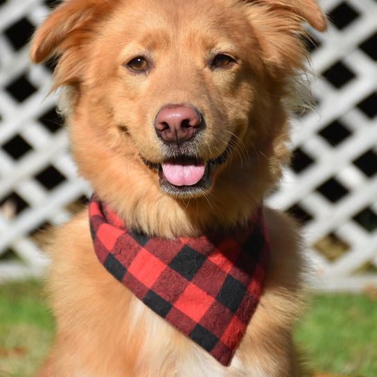 red dog with pink nose and tipped ears, dog breed suitable for hunting, light brown medium dog breed