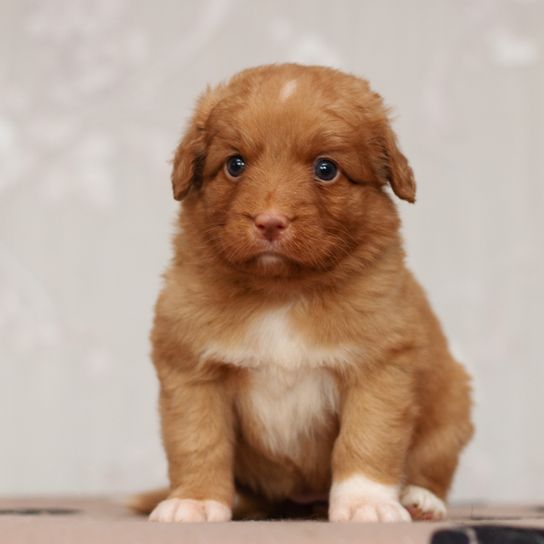 Great puppy sitting, small brown and white dog, medium dog breed, Dutch Retriever, hunting dog