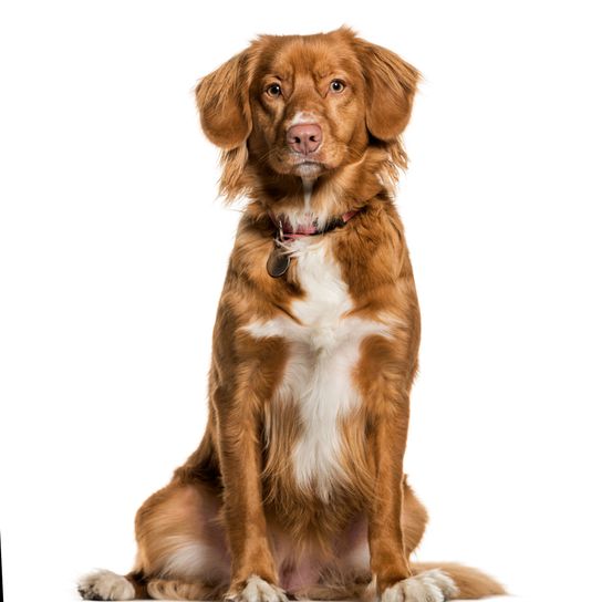 Dog,Dog breed,Canidae,Mammal,Nova scotia duck tolling retriever,Carnivore,Sporting Group,Companion dog,Retriever,Golden retriever,