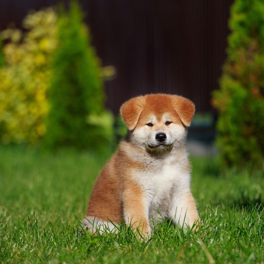 Akita Inu puppy sitting on meadow Dog,Mammal,Vertebrate,Dog breed,Canidae,Puppy,Companion dog,Carnivore,Akita,Grass,
