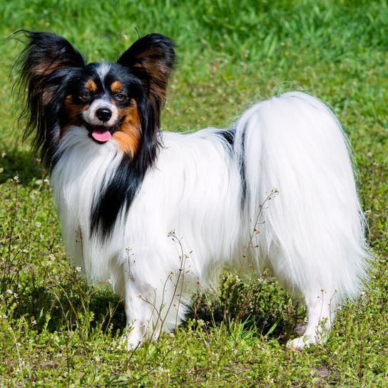 white Papillon dog with long white coat and dark face, tricolor small dog breed, most intelligent dog breed in the world, dog with standing ears and fringes on it, dog that although small is suitable for sports, dog sports, agility training with this small dog, continental dwarf spaniel