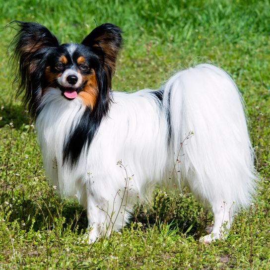 Papillon dog on meadow white Papillon dog with long white coat and dark face, tricolor small dog breed, most intelligent dog breed in the world, dog with standing ears and fringes on it, dog that although small is suitable for sports, dog sports, agility training with this small dog, continental dwarf spaniel