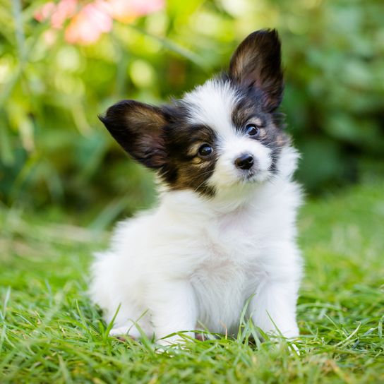 small brown white Papillon puppy, dwarf spaniel puppy with prick ears and long coat, small intelligent dog