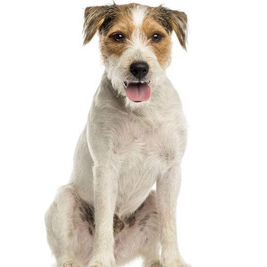Parson Russell Terrier Rough coat Dog,Mammal,Vertebrate,Dog breed,Canidae,Carnivore,Companion dog,Russell terrier,Parson russell terrier,Jack russell terrier,