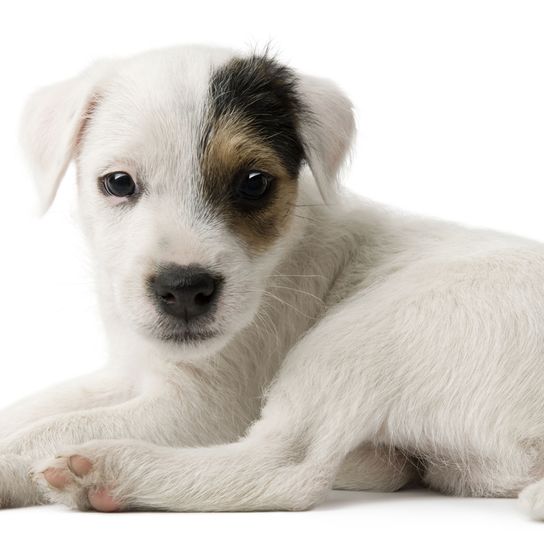 Dog,Mammal,Vertebrate,Dog breed,Canidae,Puppy,Companion dog,Carnivore,Russell terrier,Parson russell terrier,