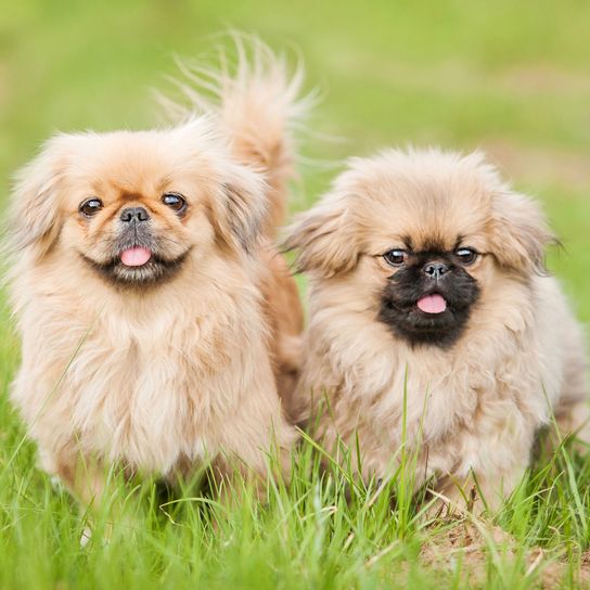 Dog,Mammal,Vertebrate,Dog breed,Canidae,Tibetan spaniel,Companion dog,Chinese imperial dog,Grass,Carnivore,