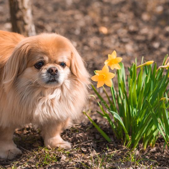 Pekinese dog in blond with floppy ears has a long light coat, small dog breed with very short muzzle are considered torture breeding