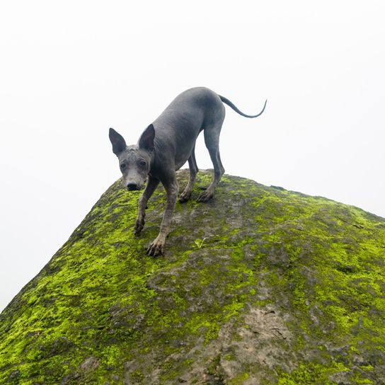 Peruvian naked dog on green rock, dog breed, mountain, Peru