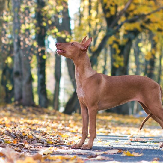 A pharaoh dog in the forest, brown with standing ears, dog with tail under belly, fearful dog, small brown dog breed
