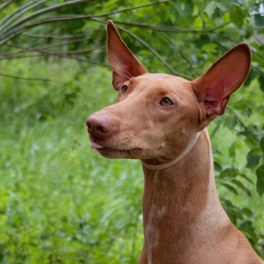 Kelb Dog, Pharaoh Dog, brown dog with very large prick ears, bat ears, small to medium sized dog breed.