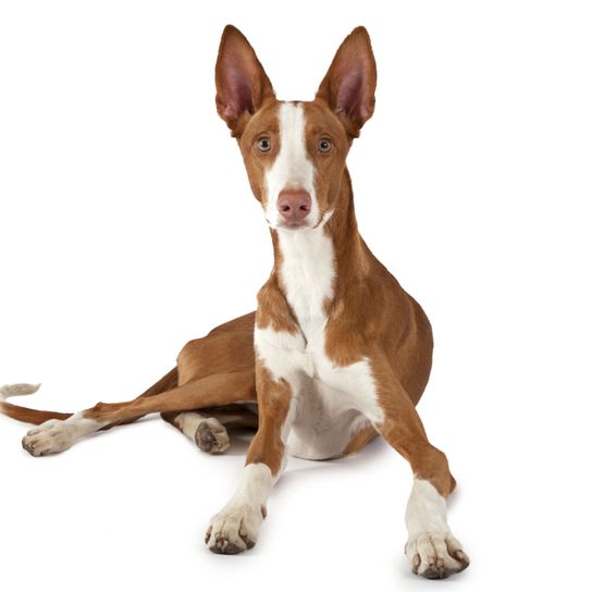 Dog,Mammal,Vertebrate,Dog breed,Canidae,Carnivore,Ibizan hound,Podenco canario,Hunting dog,Rare breed (dog),