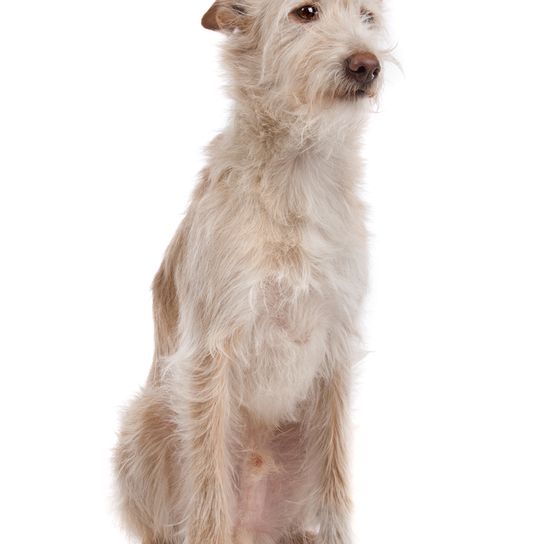 Podengo Portugues big, rough haired dog from Portugal, red white dog, orange colored dog, dog with standing ears, hunting dog, family dog