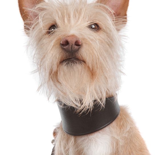 Portuguese Podengo Podengo Portugues, rough haired dog from Portugal, red white dog, orange coloured dog, dog with prick ears, hunting dog, family dog