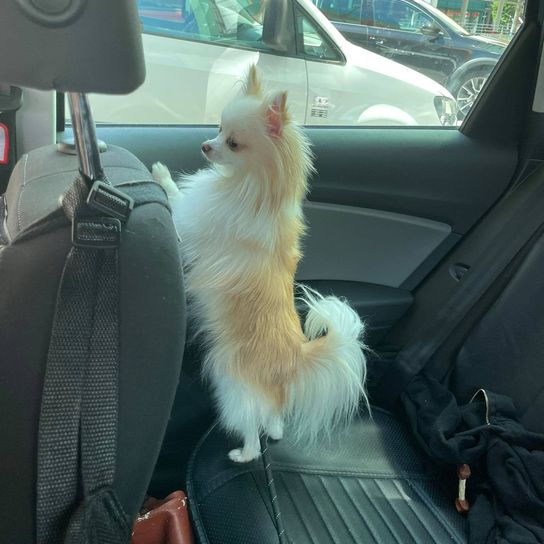 Pomchi © Sandra Seitinger Auto, Landfahrzeug, Fahrzeug, Fenster, Hund, Motorhaube, Kraftfahrzeug, Autospiegel, Fleischfresser, Automobildesign,