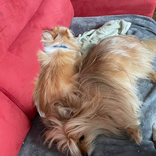 Pomchi © Sandra Seitinger Hund,Komfort,Fleischfresser,Leber,Felidae,Hunderasse,Schnurrhaare,Fawn,Katze,Begleithund,