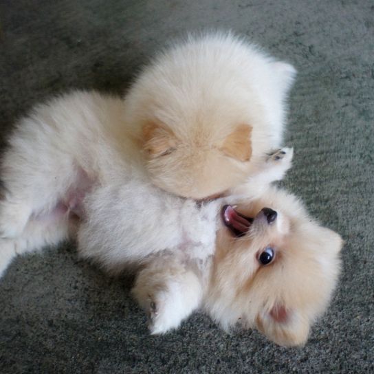 Pomeranian puppy white Mammal,Vertebrate,Pomeranian,Canidae,Dog,Dog breed,Spitz,German spitz klein,Volpino italiano,German spitz,