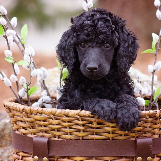 Poodle puppy black Dog,Mammal,Vertebrate,Canidae,Dog breed,Carnivore,Standard Poodle,Poodle,Irish water spaniel,Water dog,