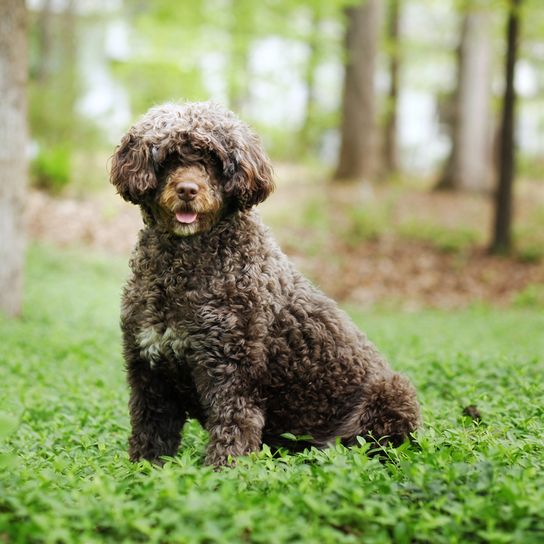 Water Dog from Portugal, breed that Barack Obama has in the White House, Portuguese Water Dog, brown white dog curly with little hair, dogs for allergy sufferers, stubborn dogs
