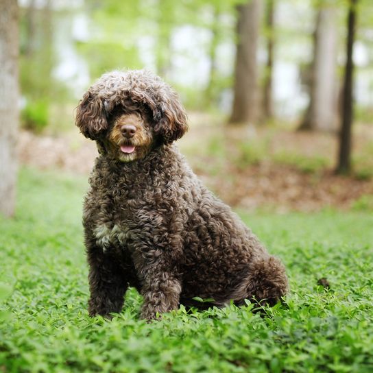 Portuguese water dog in the forest Water Dog from Portugal, breed that Barack Obama has in the White House, Portuguese Water Dog, brown white dog curly with little hair, dogs for allergy sufferers, stubborn dogs