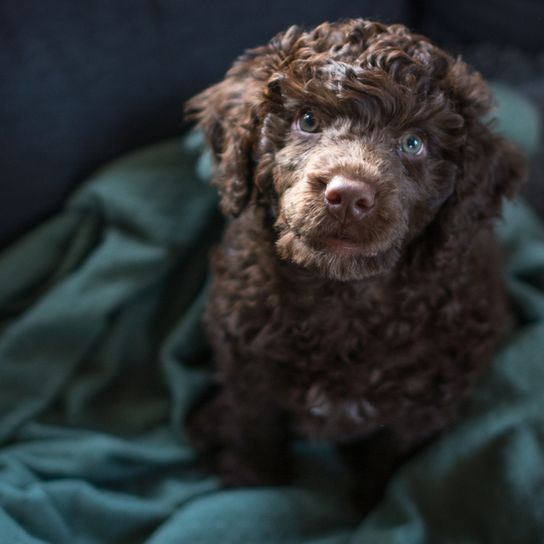 Portuguese water dog puppy brown Portuguese water dog puppy in brown, curly dog, dog with curls, dog similar to poodle, Barack Obama dog breed, allergy dog