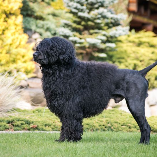 Portuguese water doggy shaved Portuguese water dog black, dog is shaved at the rear, Barack Obama breed, dog breed