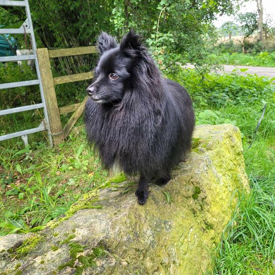 Poshies black Plant,grass,land animal,ground cover,snout,cattle,grassland,working animal,dog breed,fur,