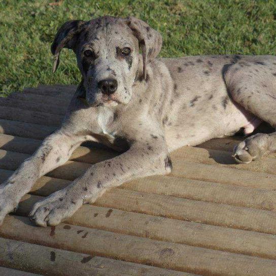 Presa Canario Great Dane puppy Dog,Carnivore,Dog breed,Companion dog,Wood,Working animal,Great Dane,Country animal,Sporting group,Tail,