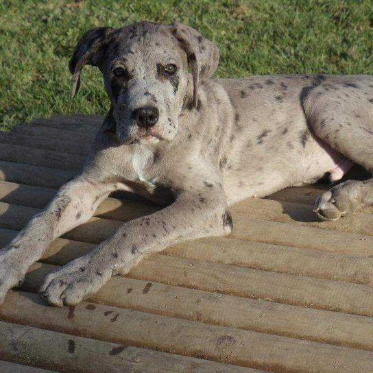 Dog,Carnivore,Dog breed,Companion dog,Wood,Working animal,Great Dane,Country animal,Sporting group,Tail,